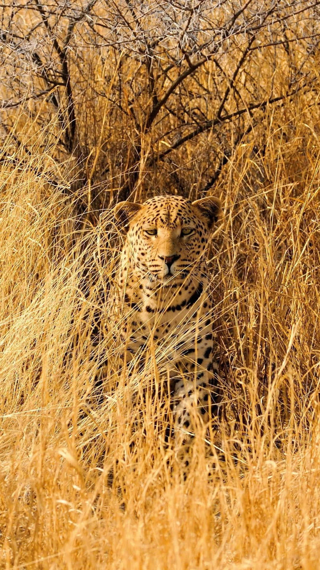 African Wildlife 桌布 壁紙 — 一隻擁有金色斑點皮毛的豹在溫暖陽光下從高高的乾草中凝視著。