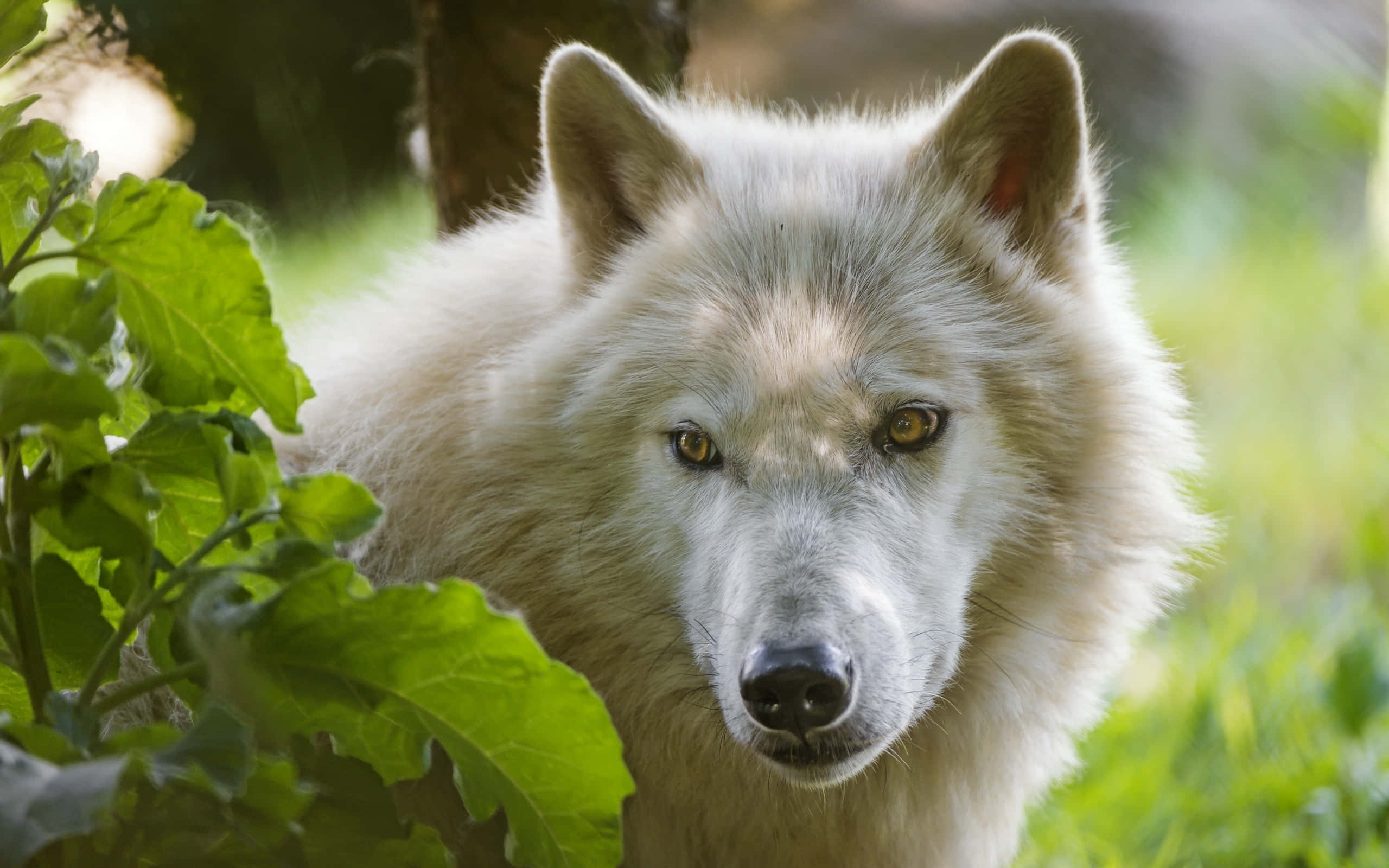 Arctic Wolf 桌布 壁紙 — 一隻擁有銳利琥珀色眼睛的白狼，在陽光明媚的森林中，從茂密的綠色樹葉後方專注地窺視。