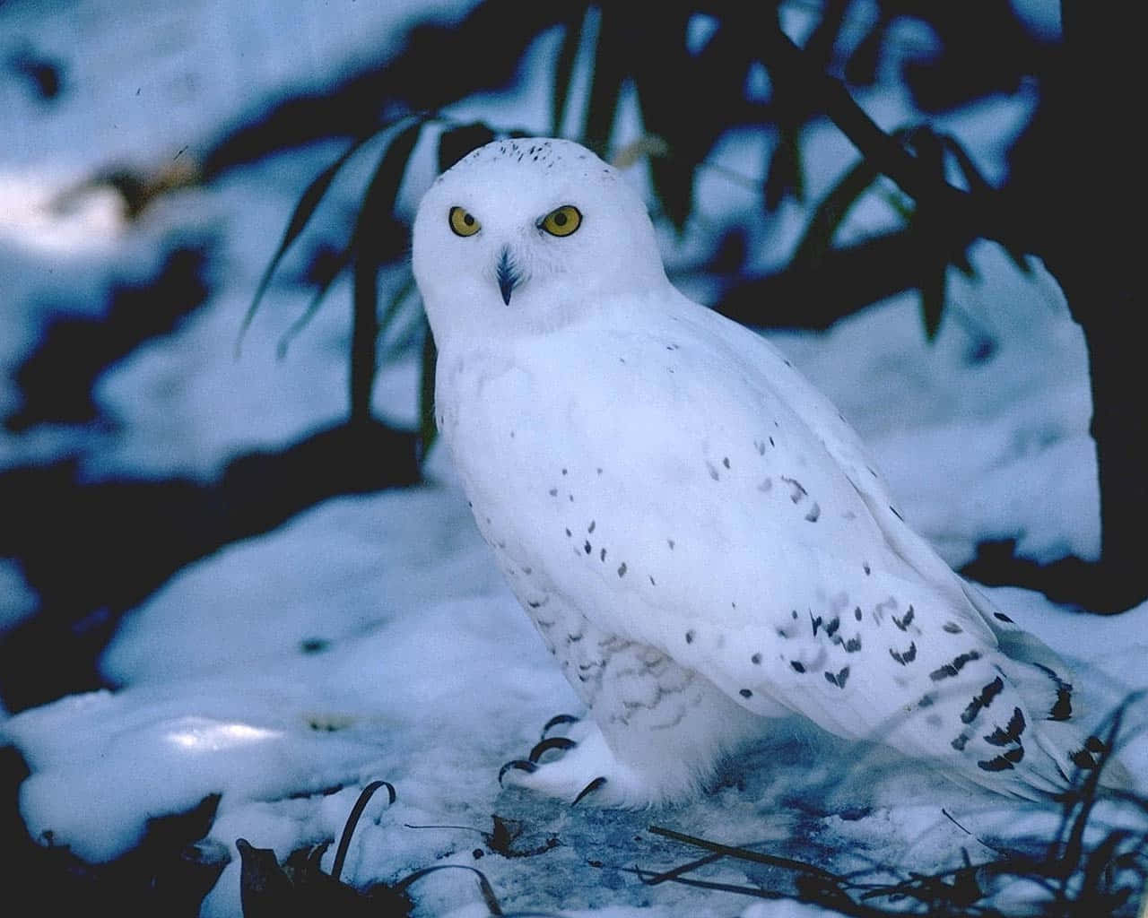 Snowy Owl 桌布 壁紙 — 一隻擁有銳利黃色眼睛的雪鴞警覺地棲息在雪覆蓋的地面上，周圍是深色樹葉。