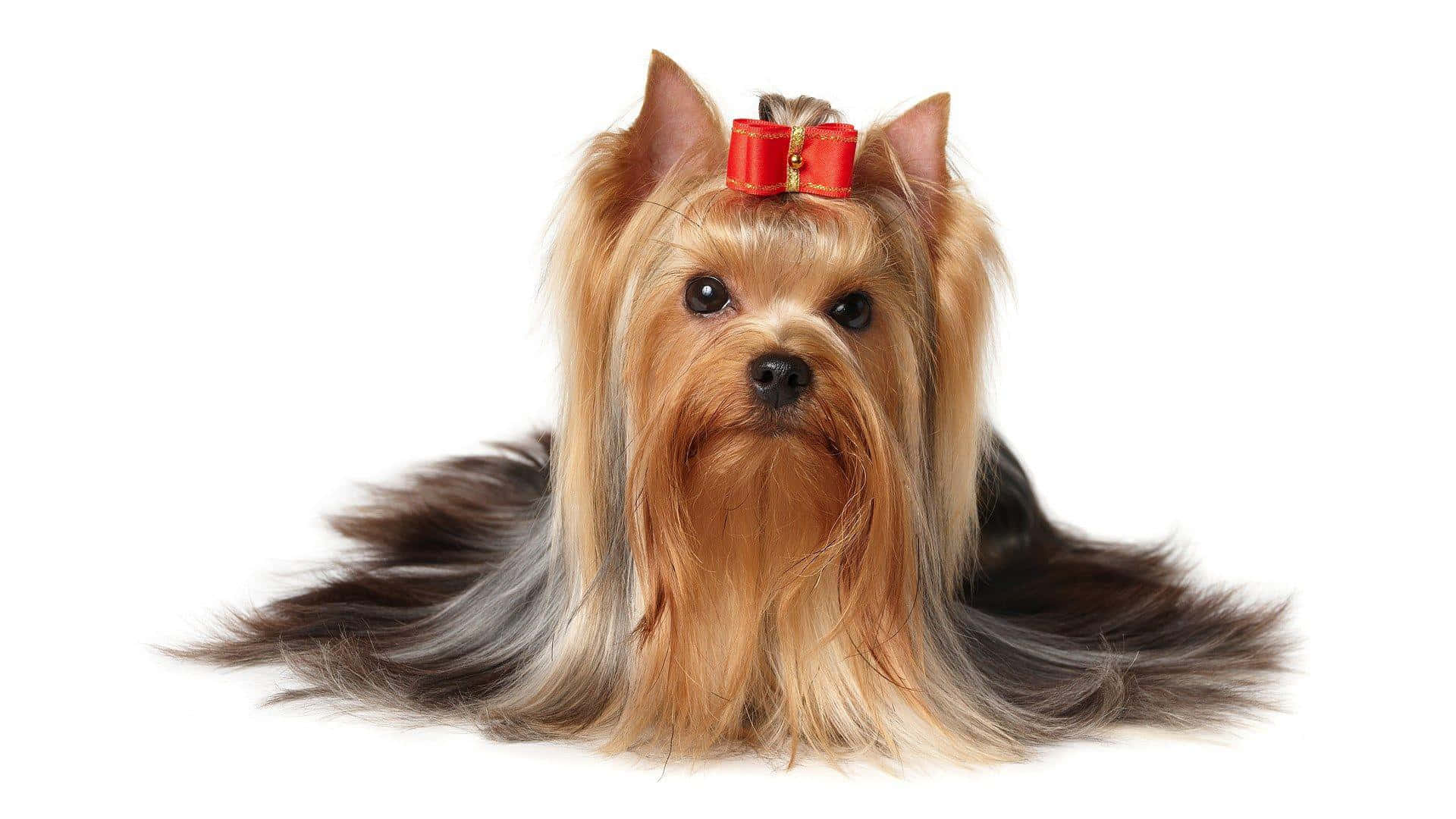 yorkie 桌布 壁紙 — 一隻擁有長絲質棕褐色和黑色毛髮的約克夏㹴，在白色背景上頭戴紅色蝴蝶結。