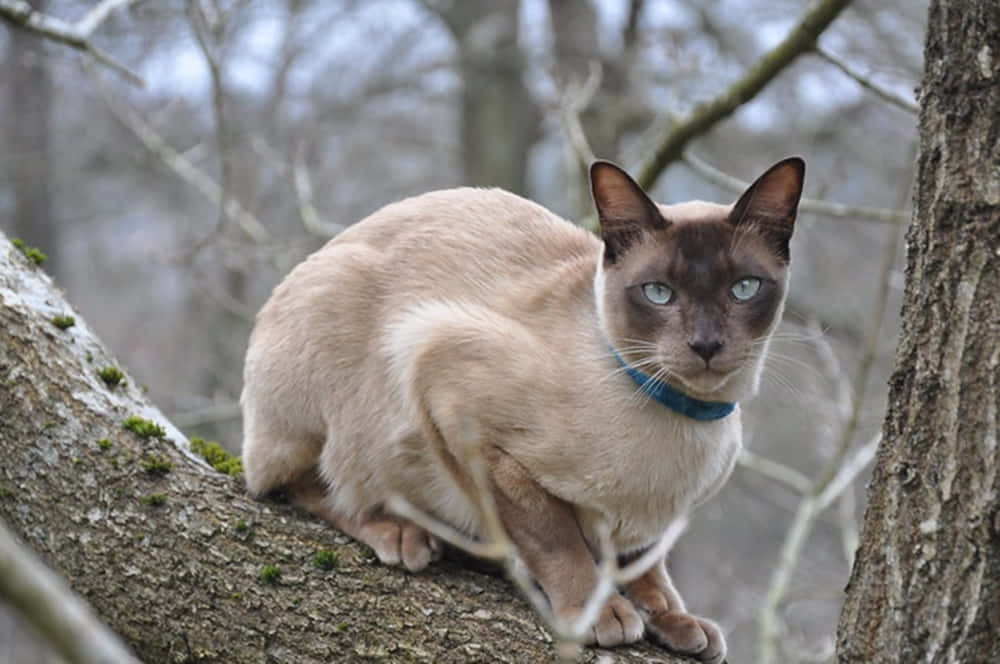Tonkinese 桌布 壁紙 — 一隻擁有驚艷藍眼的暹羅貓警覺地棲息在冬季光禿禿森林中長滿苔蘚的樹枝上。