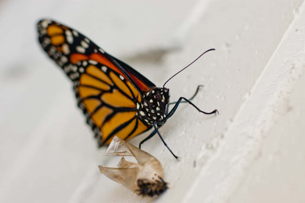 Emerging Butterfly 桌布 壁紙 — 一隻擁有鮮豔橙色、黑色和白色翅膀的帝王蝶，停在有紋理的白色表面上，旁邊是牠遺棄的蛹。