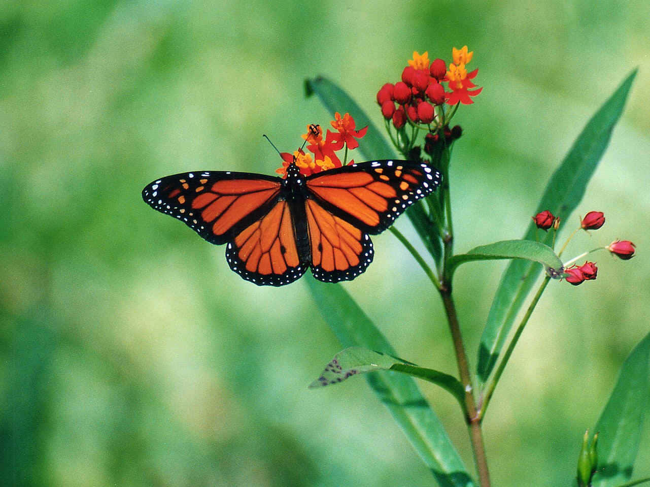 Emerging Butterfly 桌布 壁紙 — 一隻擁有鮮豔橙色翅膀的君主斑蝶，在柔和的綠色模糊背景下，優雅地停在一簇紅色和橙色的馬利筋花上。