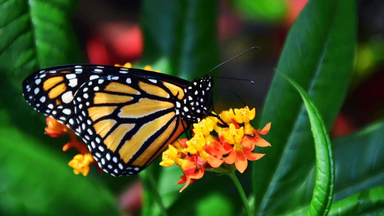 Yellow Butterfly 桌布 壁紙 — 一隻擁有鮮豔橙色翅膀的帝王蝶，輕盈地停在一簇由翠綠葉子環繞的亮黃色和橙色花朵上。