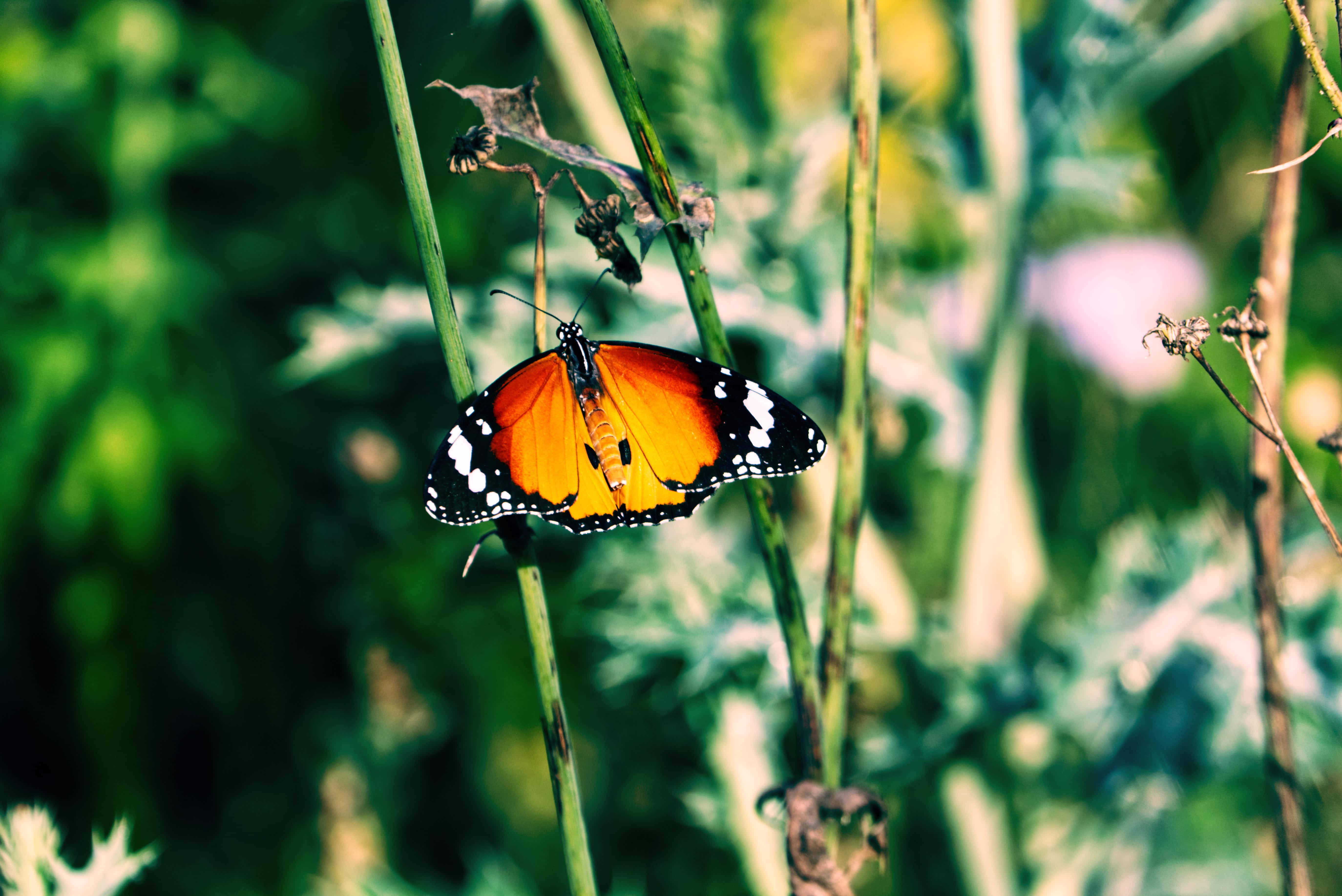 Butterfly Photography 桌布 壁紙 — 一隻擁有鮮豔橙色翅膀的帝王蝶，輕輕停在一根綠色莖上，背景是柔和模糊的花園。