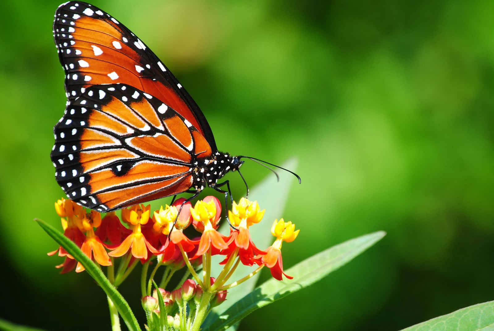 Butterfly Watching 桌布 壁紙 — 一隻擁有鮮豔橙色翅膀的帝王蝶，輕盈地停在一簇紅黃相間的花朵上，背景是鬱鬱蔥蔥的綠色。