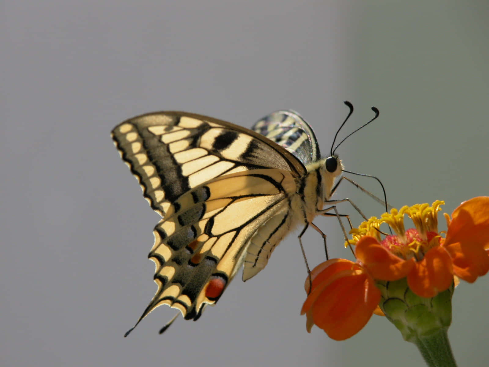 Butterfly Watching 桌布 壁紙 — 一隻擁有黃、黑、橙色翅膀的燕尾蝶，輕輕停在一朵鮮豔的橙色花朵上，背景是柔和的灰色。