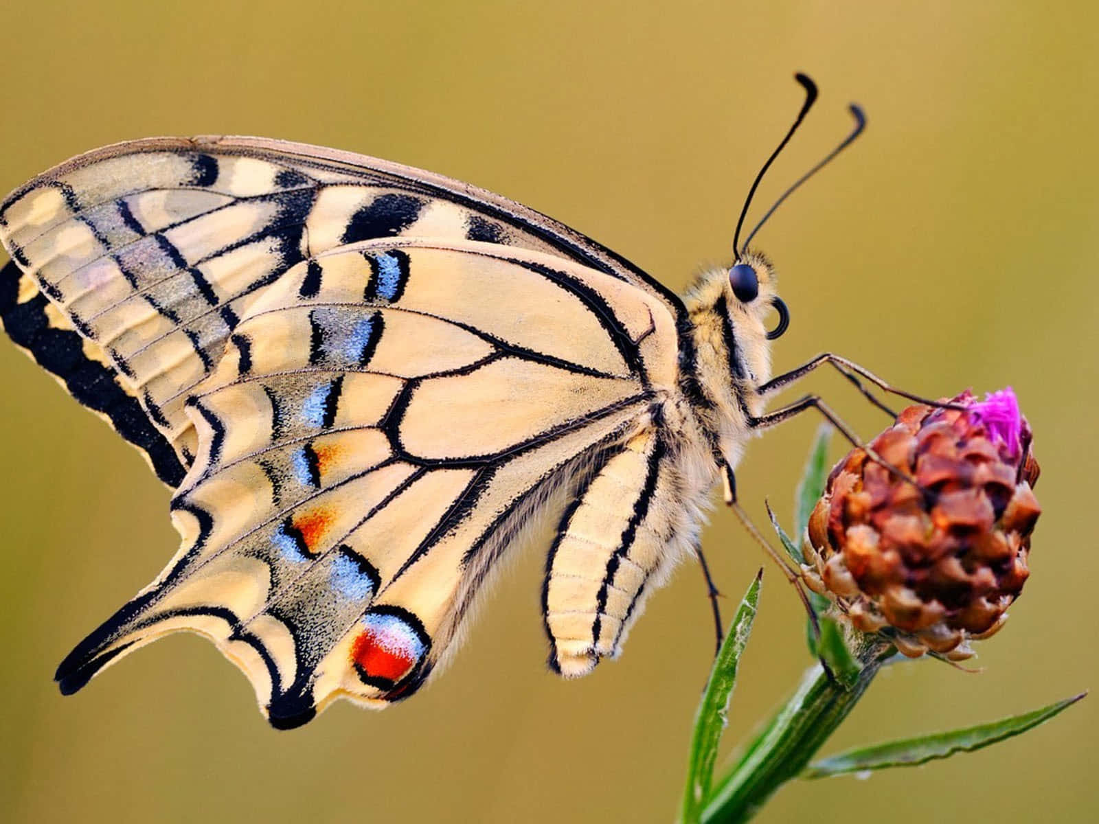 Butterfly Photos 桌布 壁紙 — 一隻擁有黃、黑、藍色翅膀的燕尾蝶，輕柔地停在一朵紫色花上，背景是柔和模糊的綠色。