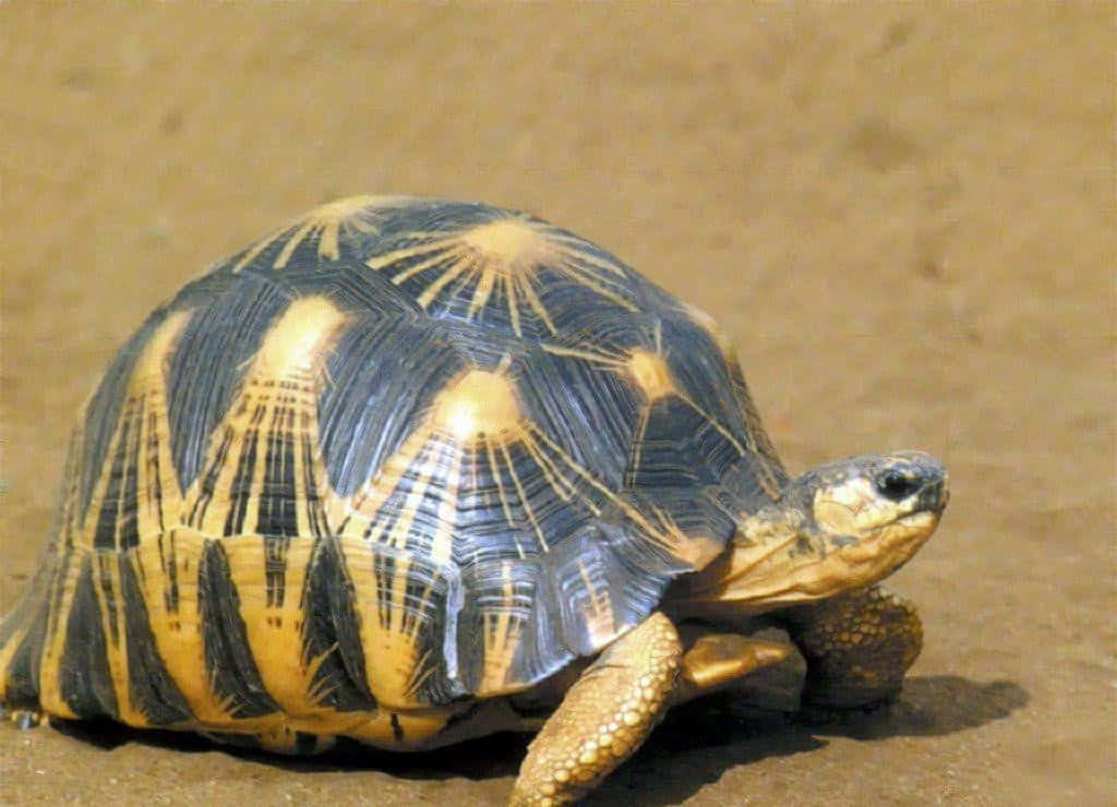 tortoise 桌布 壁紙 — 一隻放射狀圖案的星紋龜在陽光明媚的沙地上漫步，擁有紋理分明的龜殼和強壯的四肢。