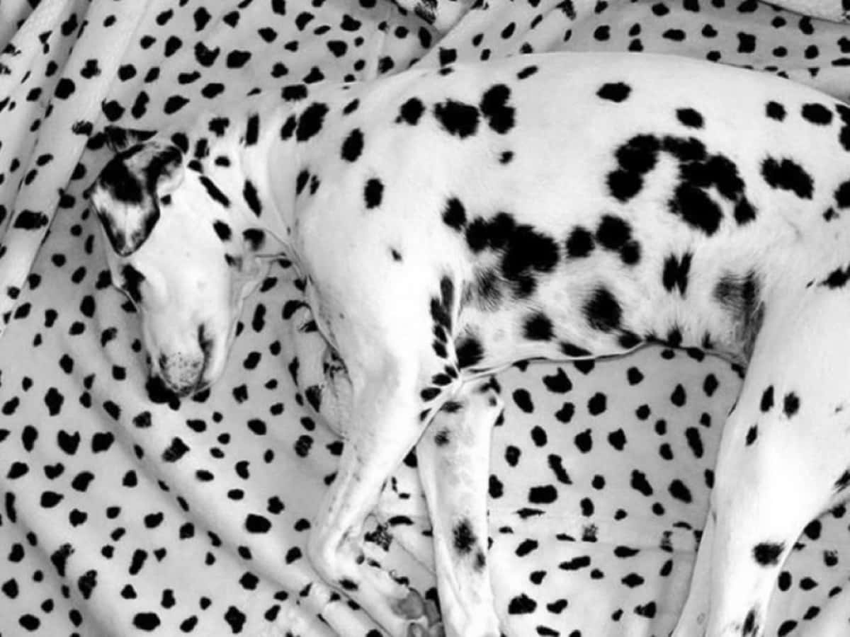 Black And White Dots 桌布 壁紙 — 一隻斑點狗在黑白照片中，安詳地睡在相配的斑點毯子上。
