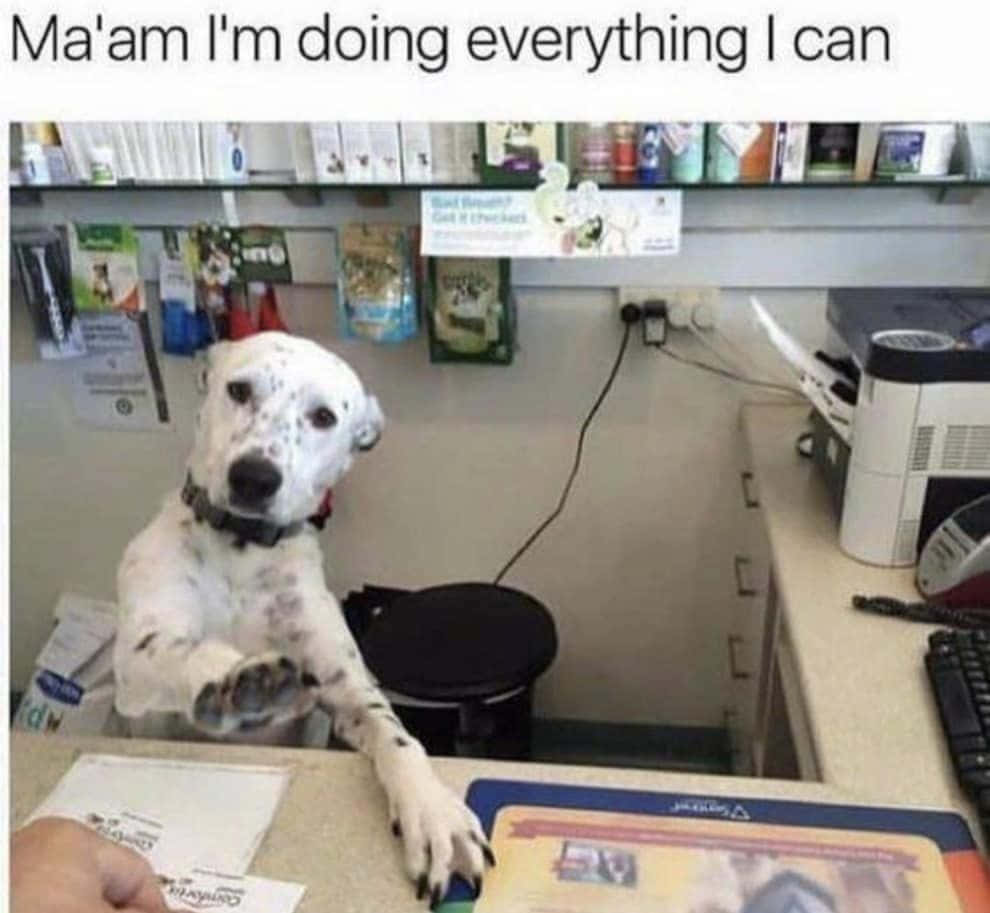 Pet Memes 桌布 壁紙 — 一隻斑點狗坐在獸醫診所的櫃檯前，爪子放在桌上，認真地看著相機。
