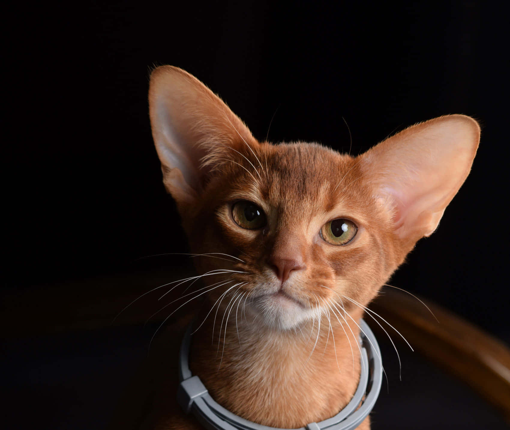 Abyssinian 桌布 壁紙 — 一隻時尚嘅薑黃色阿比西尼亞貓嘅特寫，有大耳朵同綠色眼睛，戴住灰色頸圈，背景係黑色。