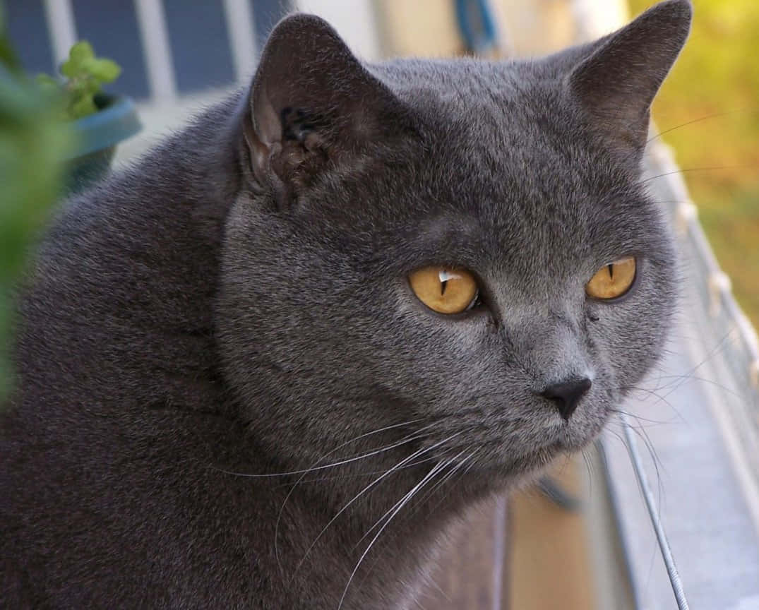 Chartreux 桌布 壁紙 — 一隻時尚灰色貓咪的近距離特寫，擁有引人注目的琥珀色眼睛，專注地凝視戶外。