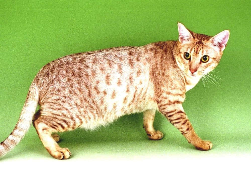 Ocicat 桌布 壁紙 — 一隻時尚的斑點貓，琥珀色的眼睛，在純綠色背景上自信地行走。