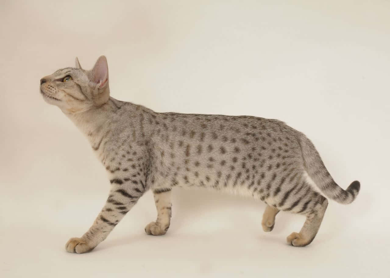 Ocicat 桌布 壁紙 — 一隻時尚的斑點貓在純米白色背景上自信地行走，目光向上。
