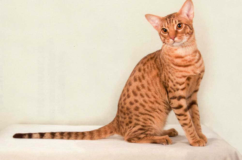 Ocicat 桌布 壁紙 — 一隻時尚的棕色斑點貓，耳朵很大，坐在白色表面上，背景是純米白色。