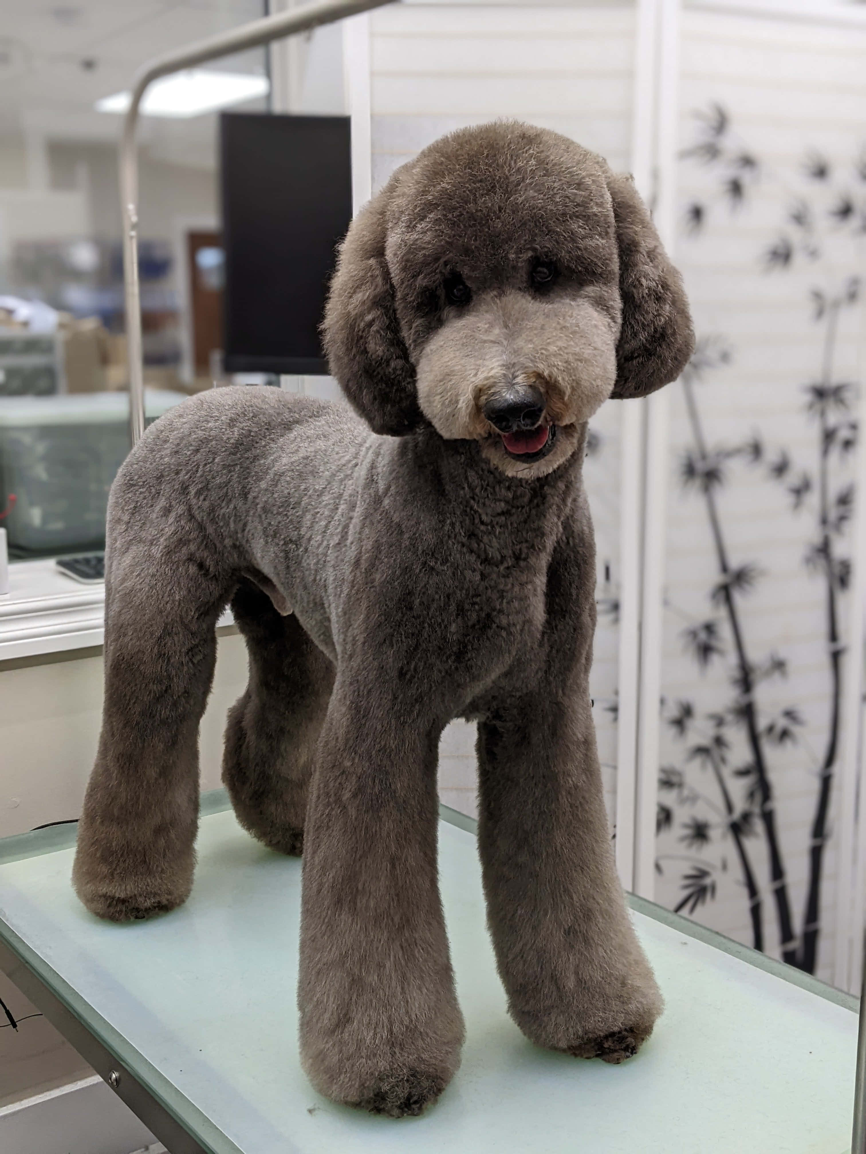 Poodle 桌布 壁紙 — 一隻時尚的灰色貴賓犬自豪地站在美容桌上，身處一個有竹牆裝飾的明亮沙龍。