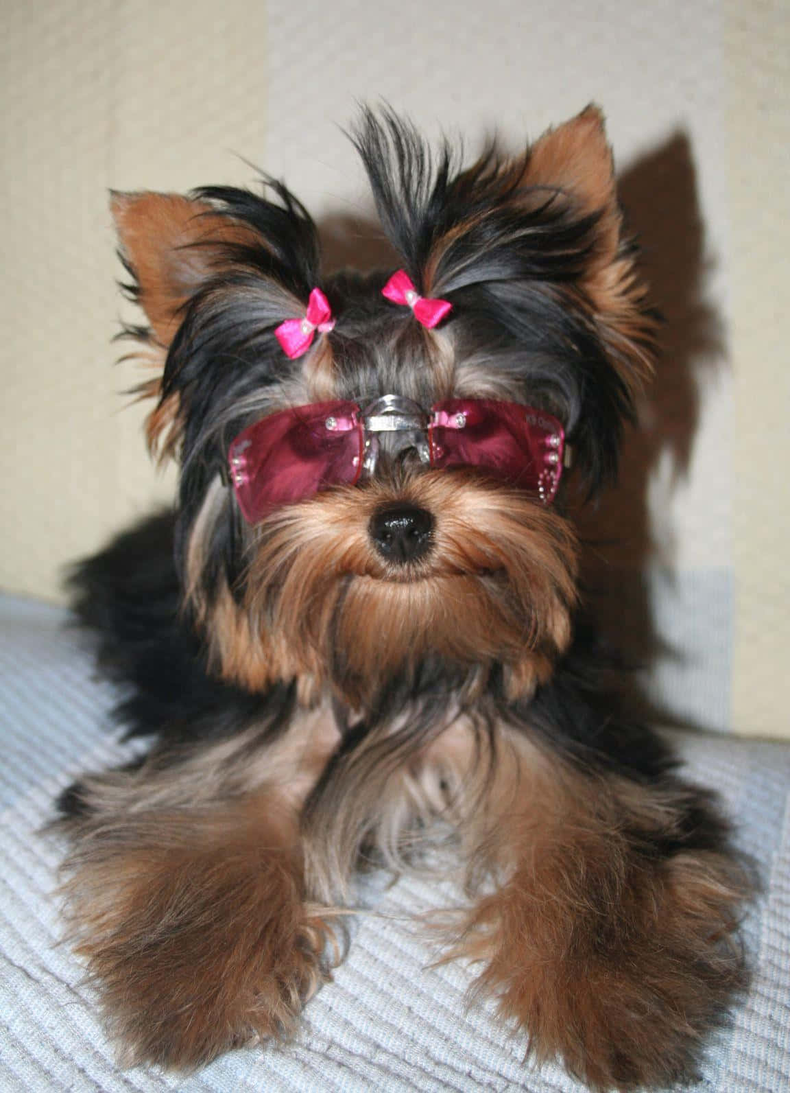 yorkie 桌布 壁紙 — 一隻時尚的約克夏㹴戴著粉紅色太陽眼鏡和蝴蝶結，在質感毛毯上休憩。
