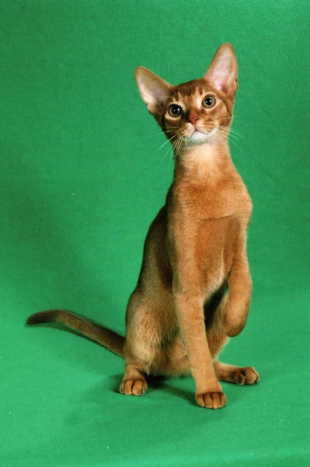 Abyssinian 桌布 壁紙 — 一隻時尚的薑黃色阿比西尼亞貓直立在純綠色背景上，用大大的富有表情的眼睛向上凝視。