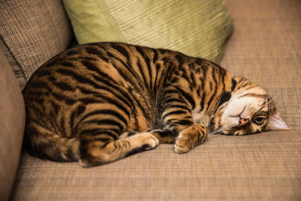 Toyger 桌布 壁紙 — 一隻時尚的虎紋貓在綠色枕頭旁邊的質感米色梳化上蜷縮入睡。