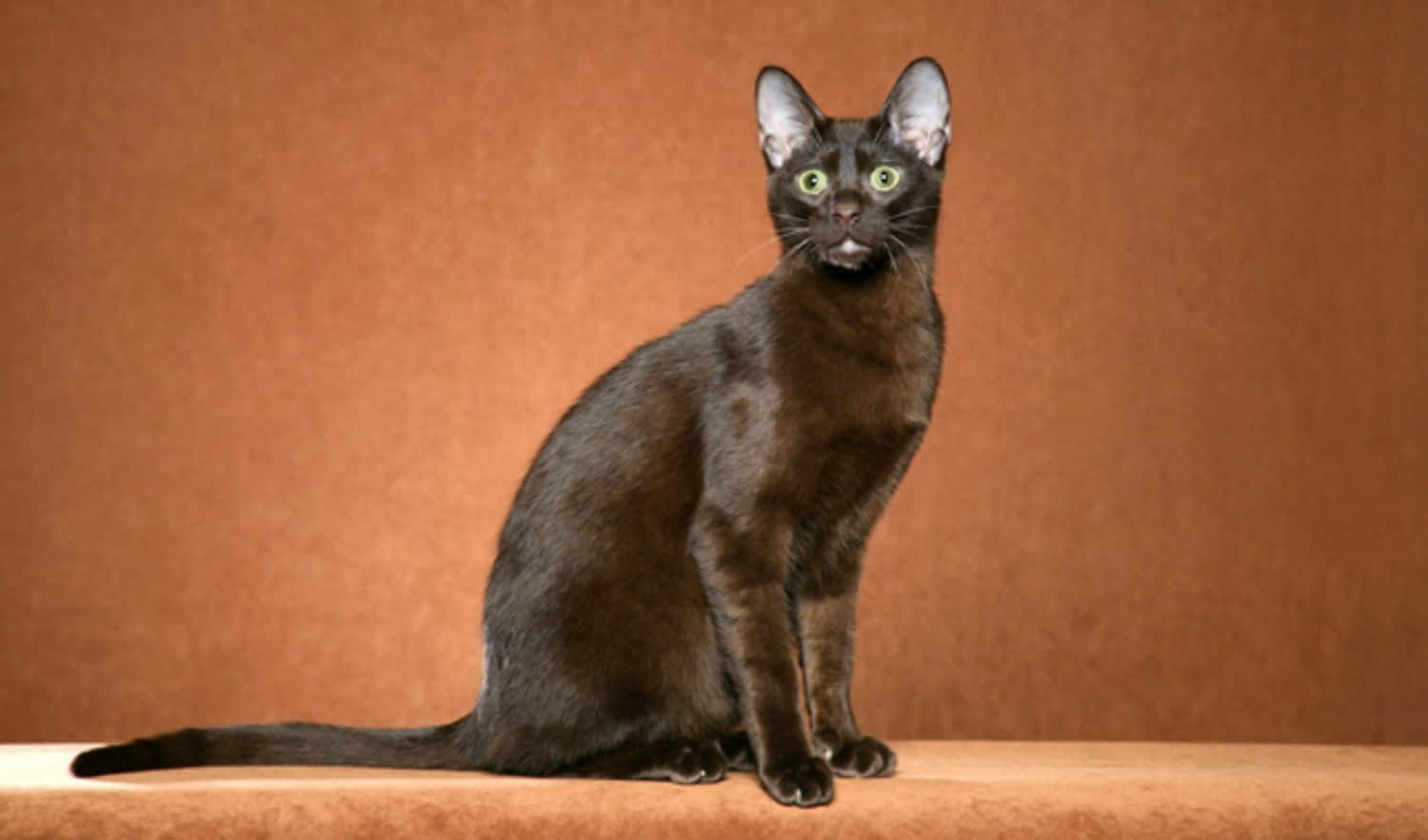 Havana Brown Cat 桌布 壁紙 — 一隻時尚的黑貓，擁有引人注目的綠色眼睛，坐在溫暖的棕色表面上，背景是匹配的紋理背景。