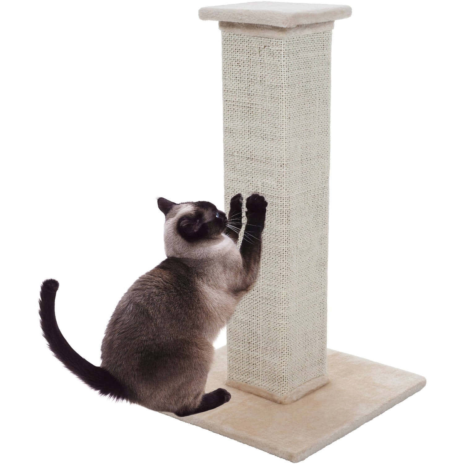 Cat Scratching Post 桌布 壁紙 — 一隻暹羅貓向上伸展，在純白色背景前抓撓一個高大的米色劍麻貓樹。