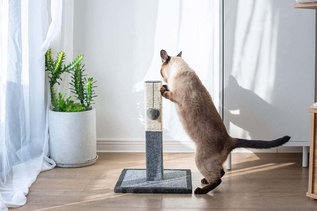 Cat Scratching Post 桌布 壁紙 — 一隻暹羅貓向上伸展，拍打現代貓樹上懸掛的玩具，旁邊是一盆仙人掌，靠近陽光照射的窗戶。