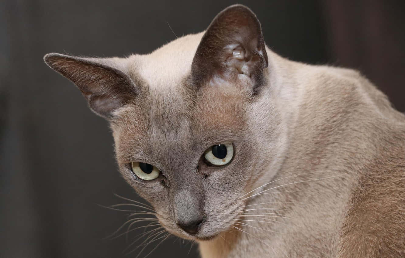 Burmese Cat 桌布 壁紙 — 一隻暹羅貓嘅特寫，擁有搶眼嘅綠色眼睛同忌廉色毛髮，背景係暗色模糊效果。