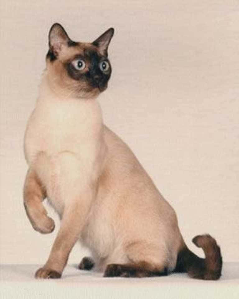 Tonkinese 桌布 壁紙 — 一隻暹羅貓直立在平坦的表面上，一隻爪子抬起，其引人注目的藍色眼睛和深色斑點與其奶油色的毛髮形成對比。