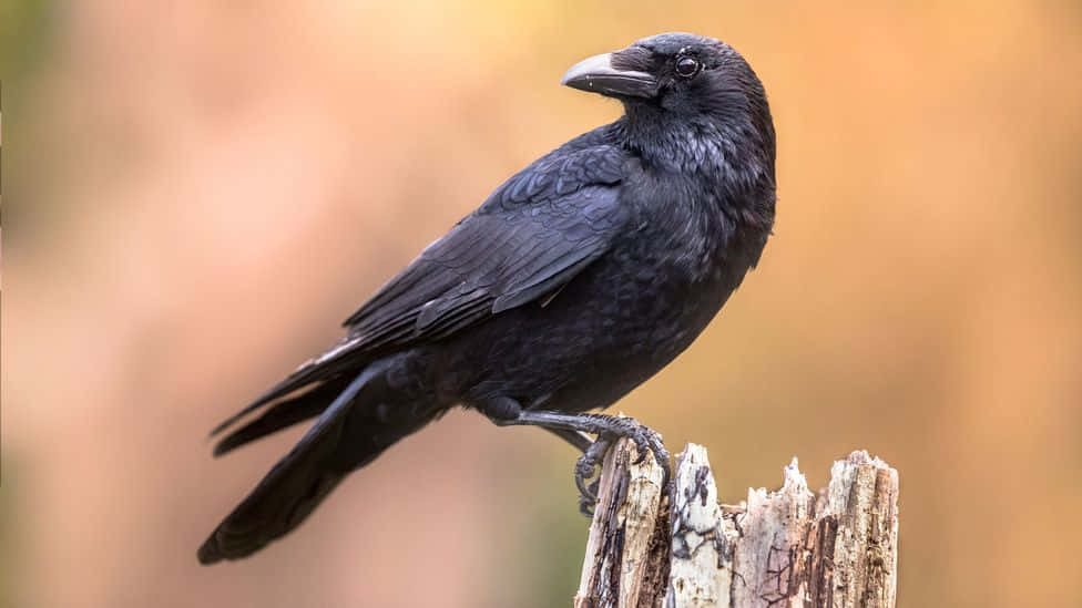 Magpies And Crows 桌布 壁紙 — 一隻有光澤的黑色烏鴉警覺地棲息在風化的木柱上，背景是溫暖模糊的秋色。