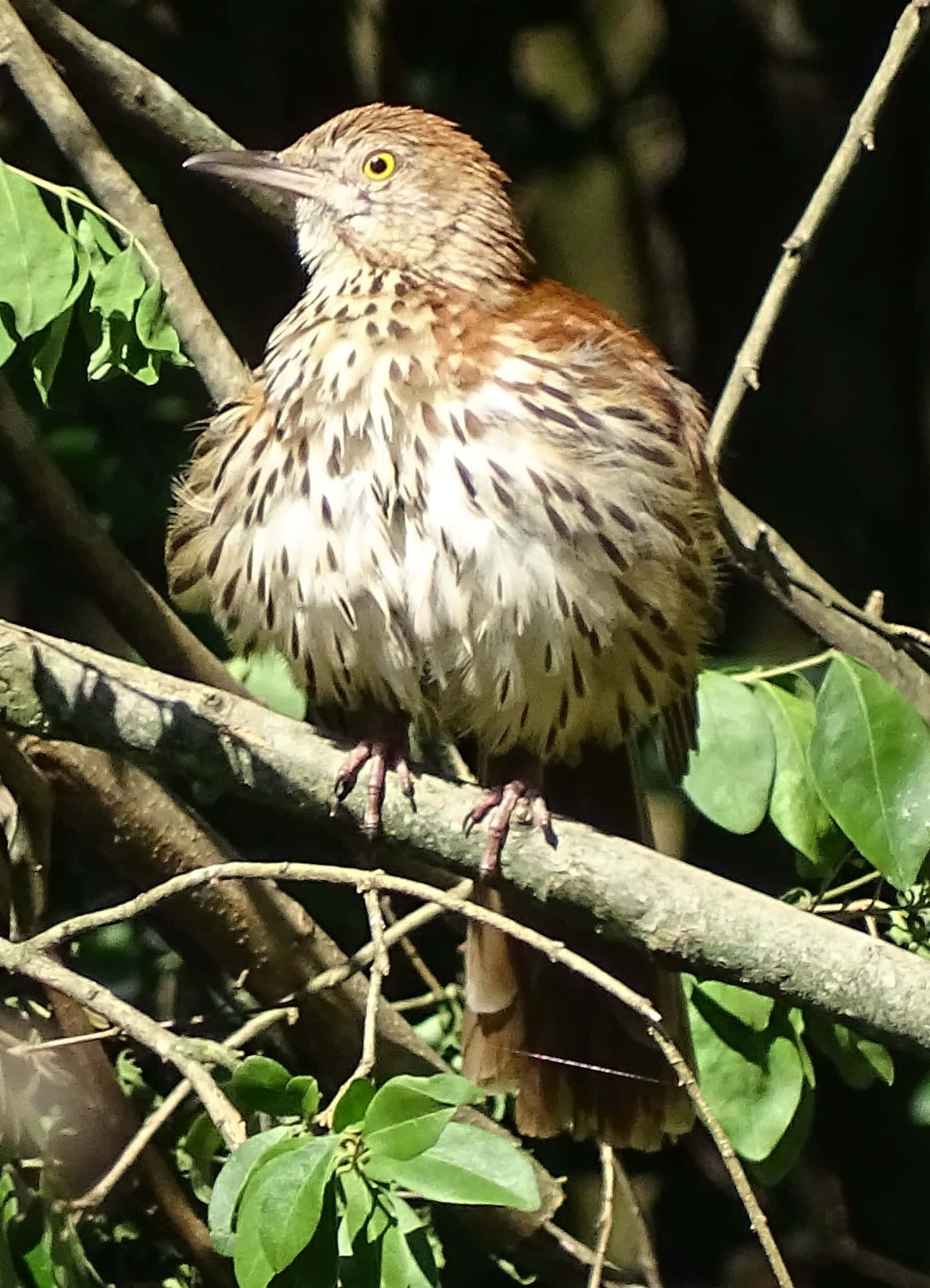Brown Thrasher 桌布 壁紙 — 一隻有斑點的棕色鳥，明亮的黃色眼睛，警覺地棲息在陽光普照的樹枝上，周圍是綠葉。