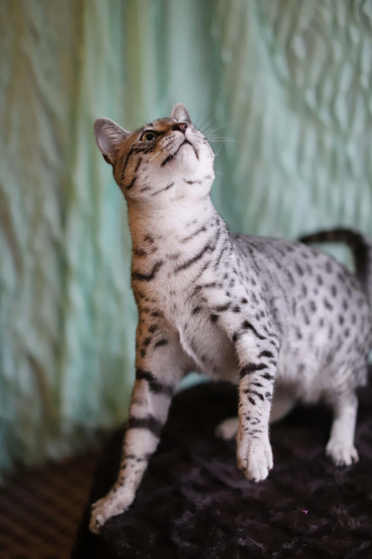 Egyptian Mau 桌布 壁紙 — 一隻有斑點的藪貓在黑暗的表面上警覺地站立，向上凝視著柔軟的綠色紋理背景。
