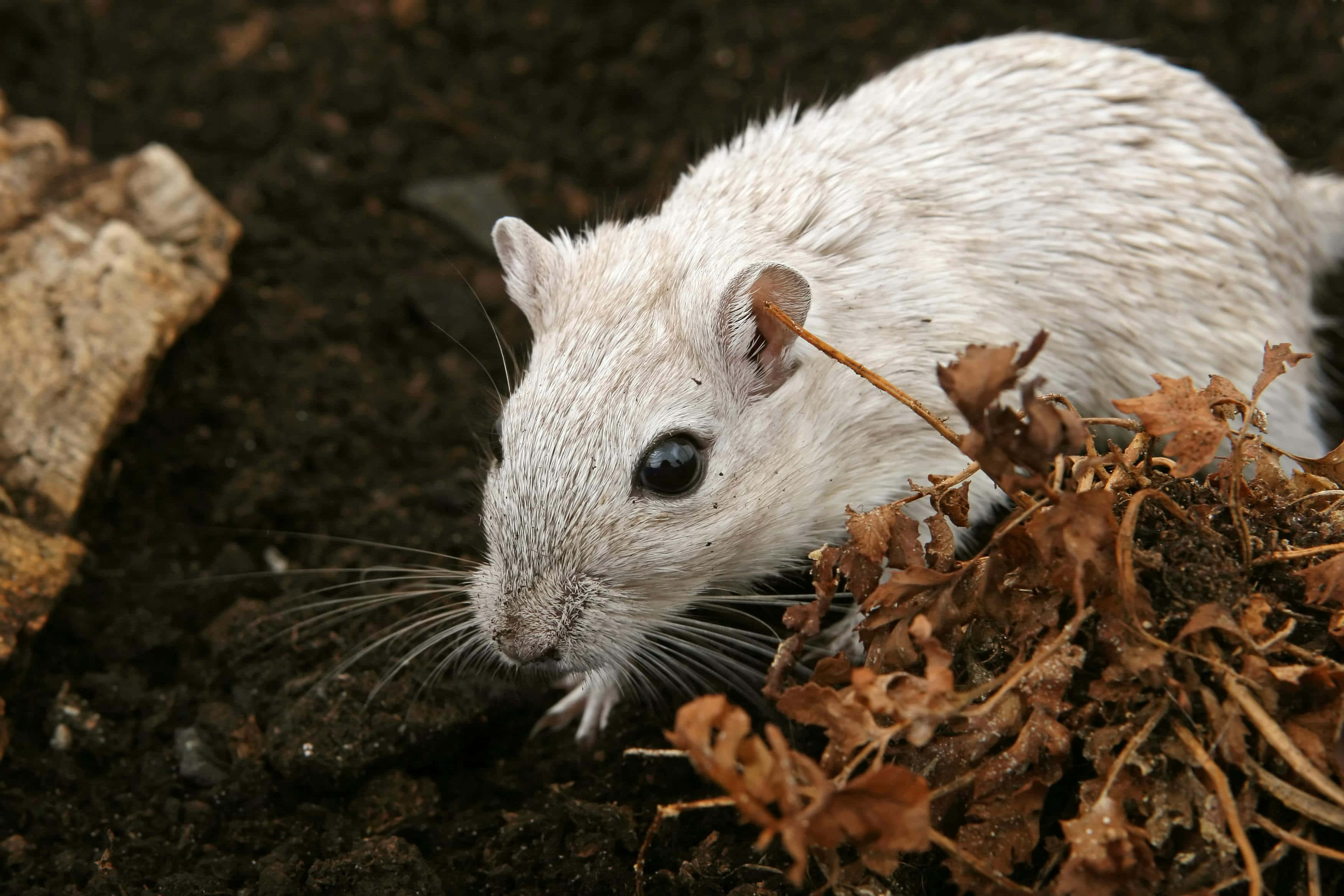 Gerbil 桌布 壁紙 — 一隻有深色眼睛和長鬍鬚的小白色囓齒動物，從乾燥的棕色樹葉和深色土壤中探出頭來的特寫。