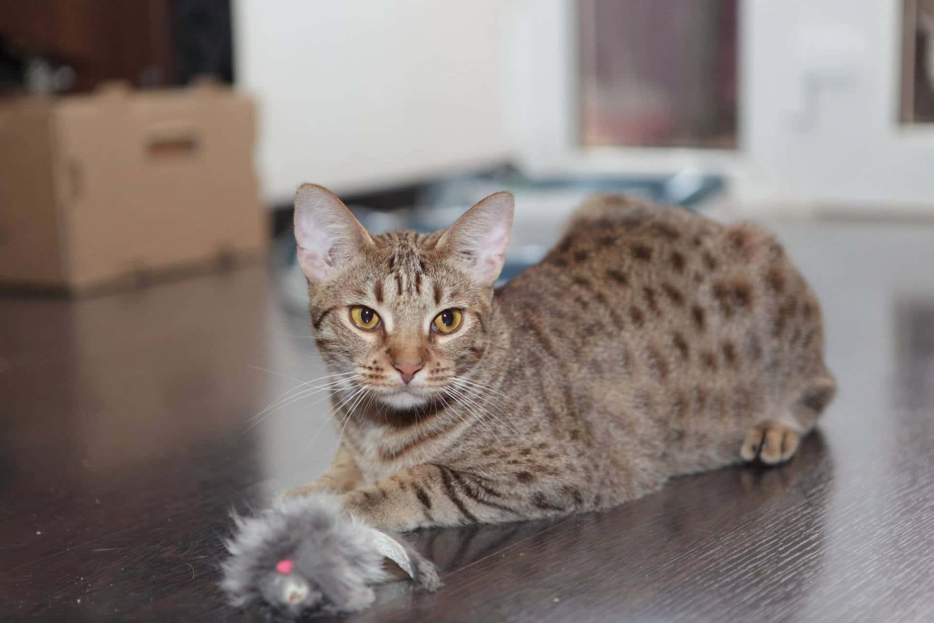 Ocicat 桌布 壁紙 — 一隻有琥珀色眼睛的斑點貓警覺地躺在深色木地板上，旁邊有一個毛絨玩具。