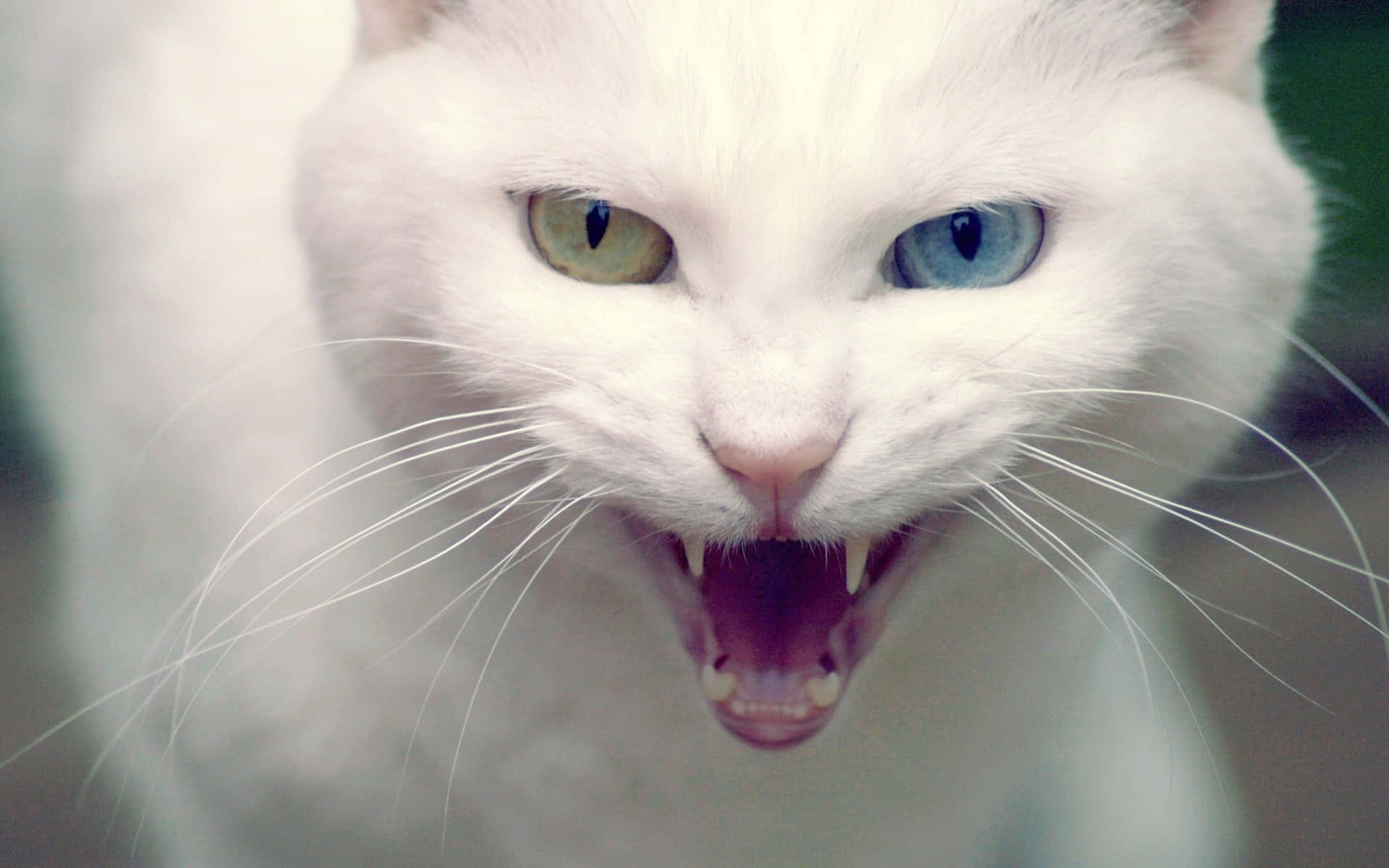 Turkish Angora 桌布 壁紙 — 一隻有異色症眼睛的白貓對著鏡頭兇猛咆哮的特寫。