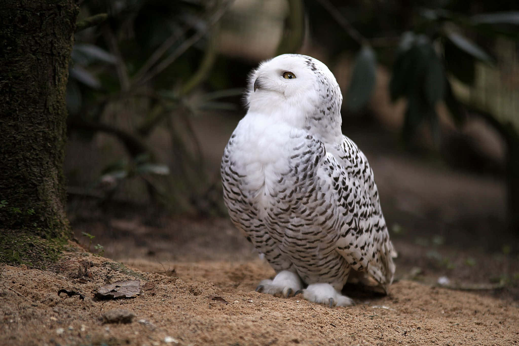 Snowy Owl 桌布 壁紙 — 一隻有白色和黑色斑點羽毛的雪鴞警覺地站在森林中一棵樹旁邊的泥土上。