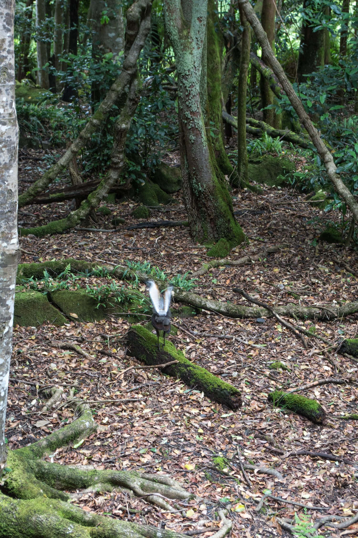 Blue Mountains National Park 桌布 壁紙 — 一隻有白色尾羽的鳥警覺地站在長滿苔蘚的木頭上，周圍是茂密、落葉覆蓋的森林，樹木彎曲多節。