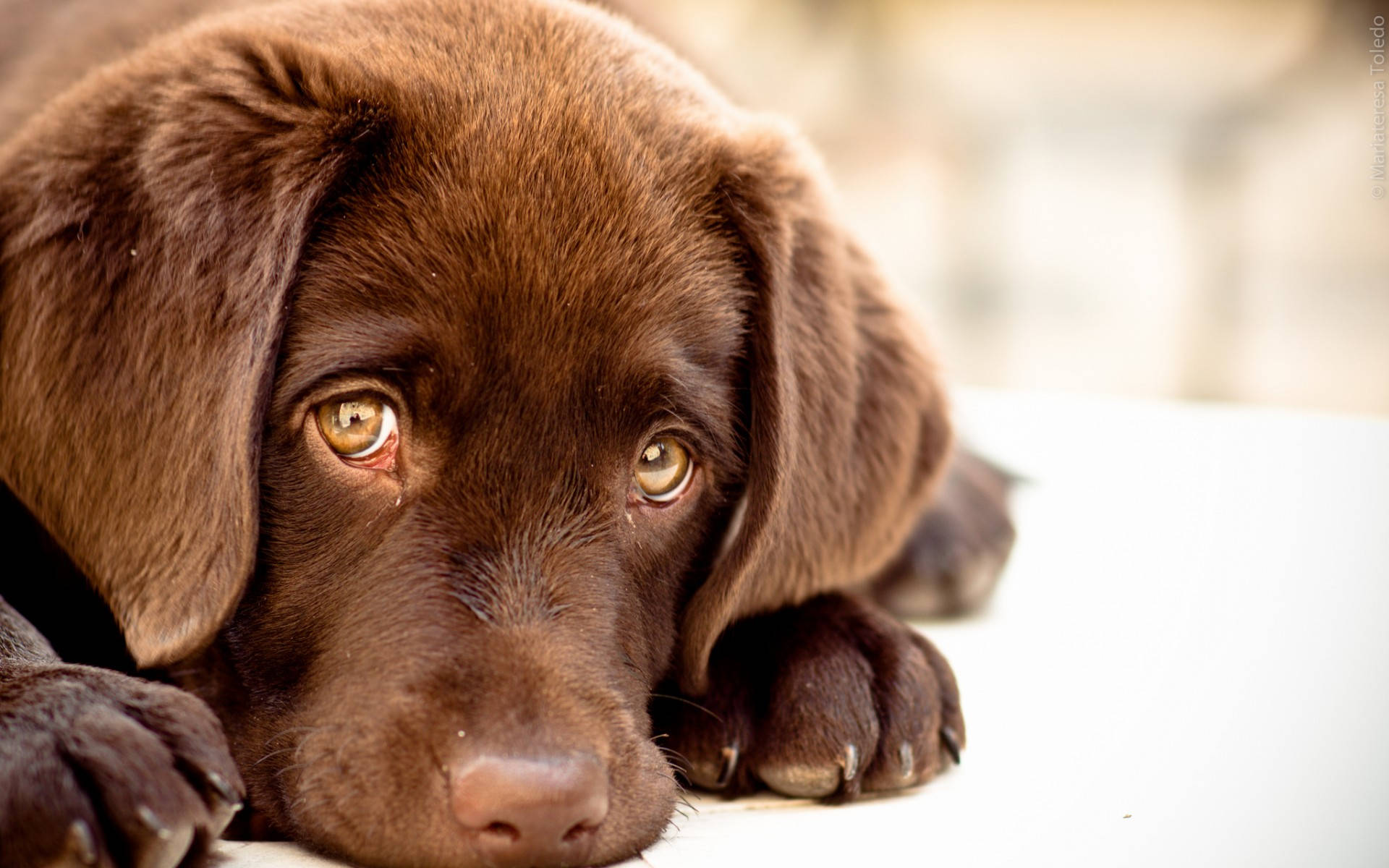 Labrador 桌布 壁紙 — 一隻朱古力拉布拉多幼犬的近照，牠有著充滿靈魂的琥珀色眼睛，頭部擱在白色表面上。