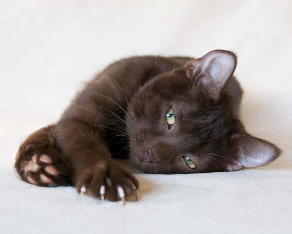 Havana Brown Cat 桌布 壁紙 — 一隻朱古力棕色、綠色眼睛的貓咪放鬆地躺在柔軟的白色表面上，爪子伸展，指甲微微露出。