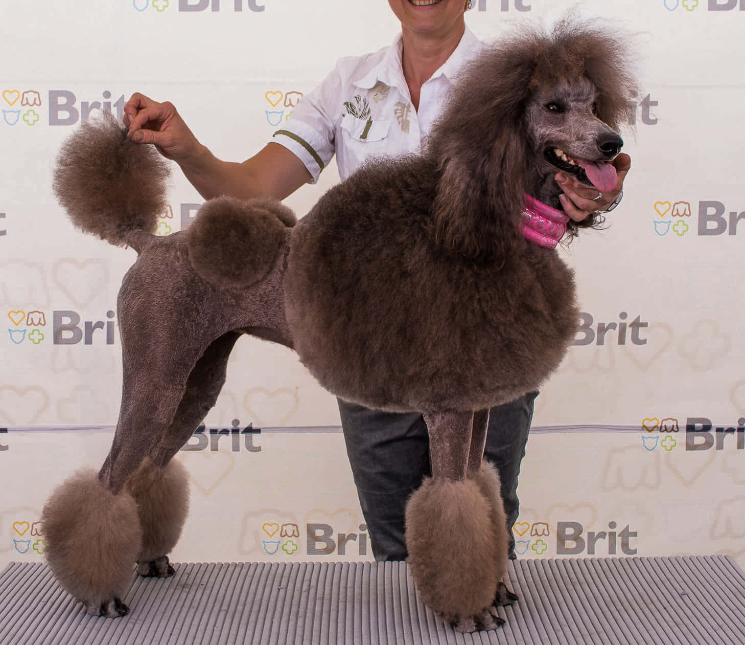 Poodle 桌布 壁紙 — 一隻梳理整齊的棕色貴賓犬自豪地站在表演台上，一位微笑的訓練員正在調整牠毛茸茸的尾巴。