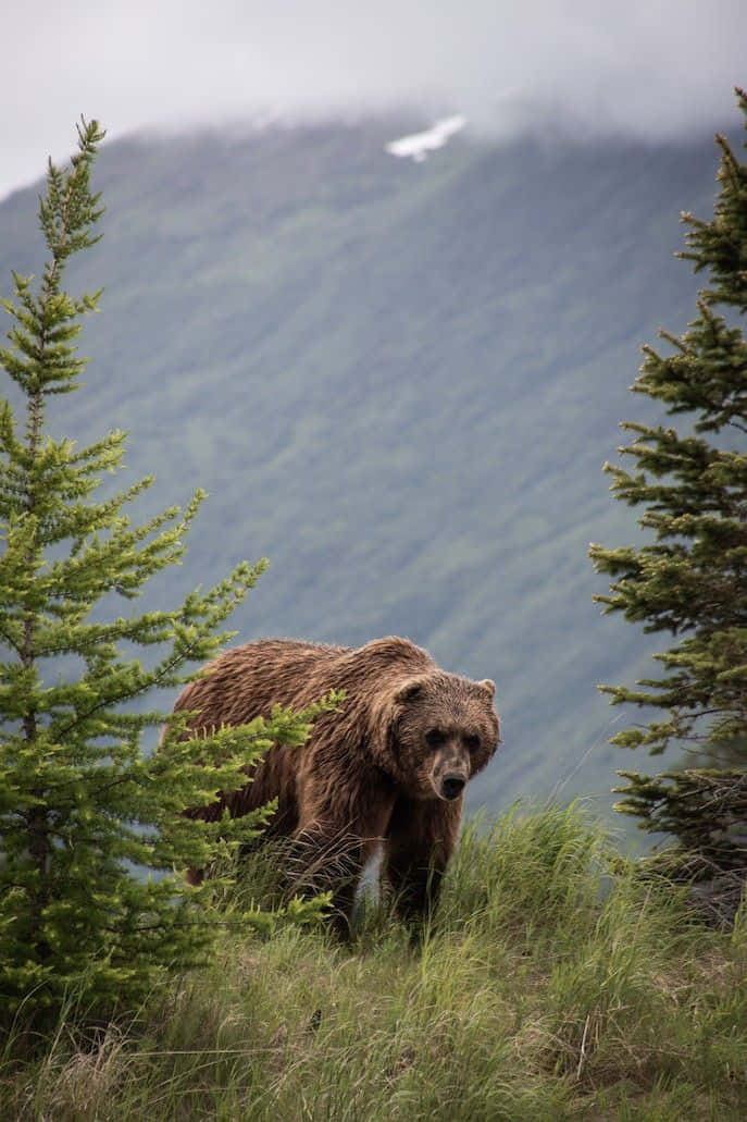 Wildlife Conservation 桌布 壁紙 — 一隻棕熊從常綠樹之間的高草叢中出現，背景是霧氣瀰漫的山巒。