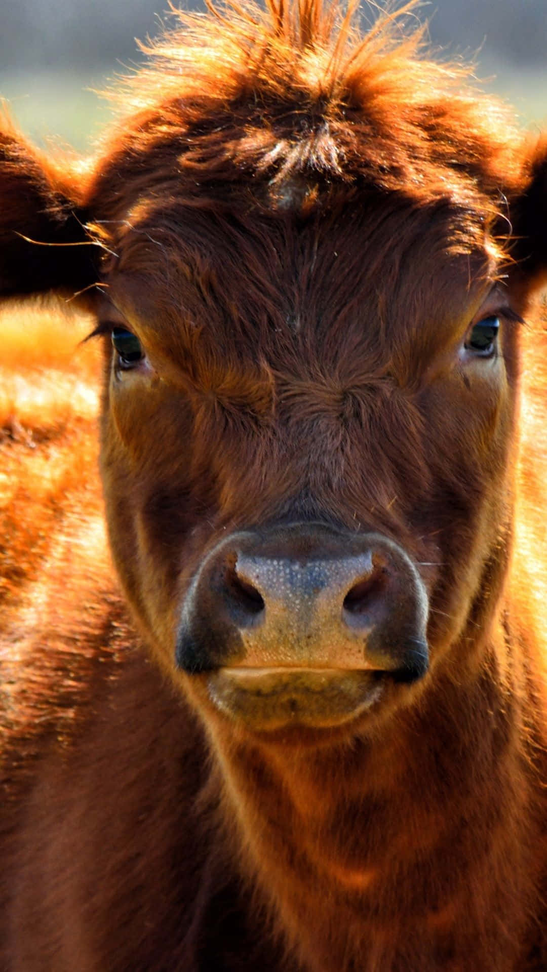 Brown Swiss Cow 桌布 壁紙 — 一隻棕色乳牛的臉部特寫，毛髮柔軟，眼神溫柔，在溫暖的陽光下直視鏡頭。