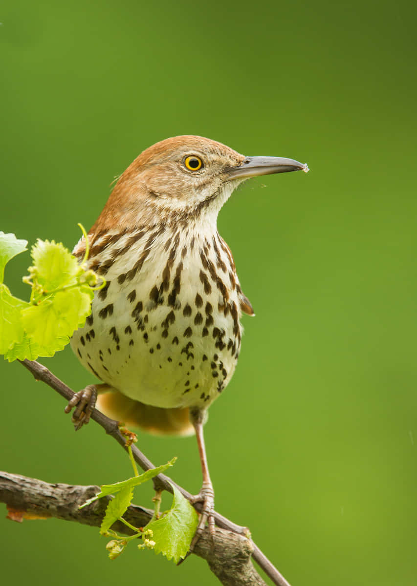 Brown Thrasher 桌布 壁紙 — 一隻棕色反舌鳥棲息在帶有新鮮綠葉的樹枝上，背景是柔和模糊的綠色。