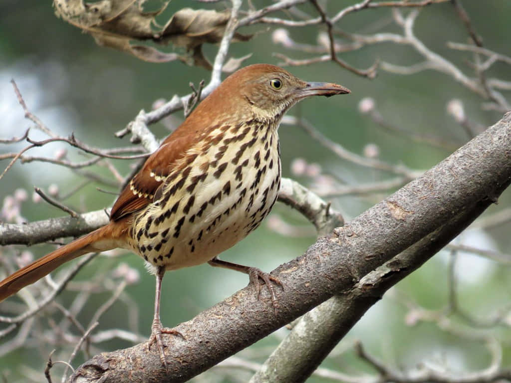 Brown Thrasher 桌布 壁紙 — 一隻棕色反舌鳥警覺地棲息在紋理分明的樹枝上，周圍是柔軟的綠色樹葉和發芽的嫩枝。
