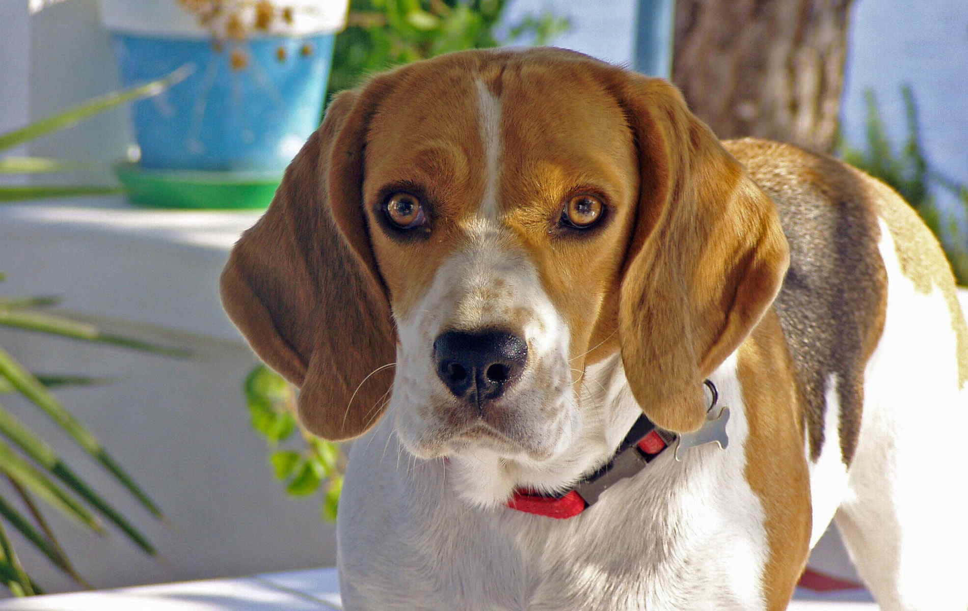 Beagle 桌布 壁紙 — 一隻棕色和白色的比格犬，耳朵下垂，在戶外直視鏡頭的特寫。