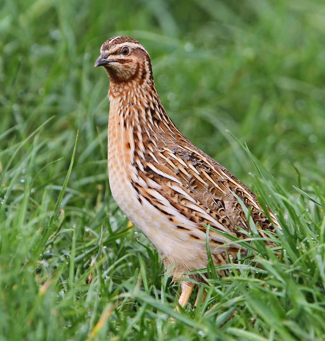 Quail 桌布 壁紙 — 一隻棕色和白色的鵪鶉在帶有露珠的鮮綠色草地上警覺地站立的特寫。