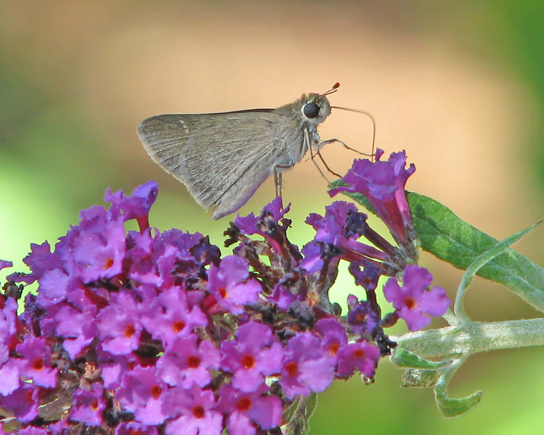Butterfly Bush 桌布 壁紙 — 一隻棕色嘅 skipper 蝴蝶輕輕企喺一簇鮮紫色嘅 buddleia 花上面，伴隨柔軟嘅綠色葉子。