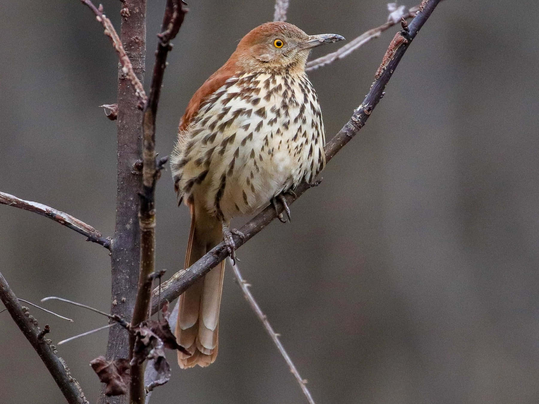 Brown Thrasher 桌布 壁紙 — 一隻棕色嘲鶇警覺地棲息在光禿禿的樹枝上，背景是柔和模糊的森林。