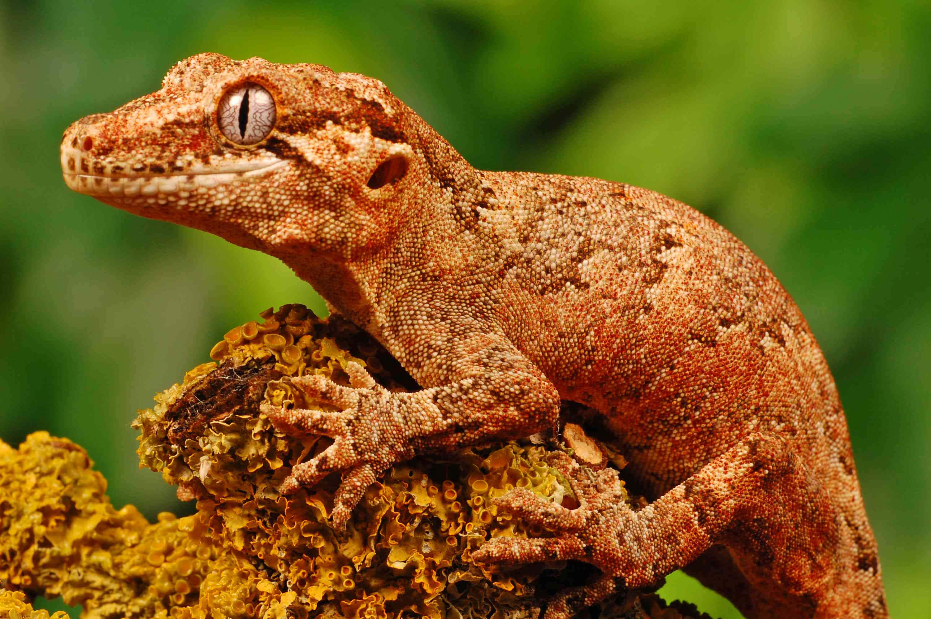 gecko 桌布 壁紙 — 一隻棕色壁虎棲息在鮮黃色地衣上的詳細特寫，背景是柔和的綠色模糊效果。