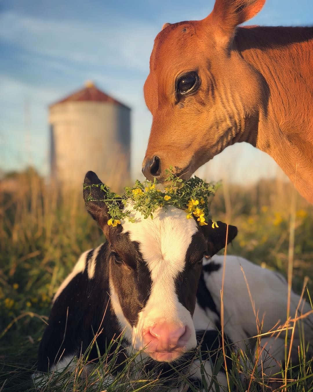 Farm Animal 桌布 壁紙 — 一隻棕色小牛在陽光明媚的草地上輕輕推擠一隻戴著黃色花冠的黑白小牛，背景有一個筒倉。